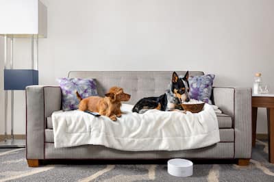 Two dogs lounging on the couch watching TV