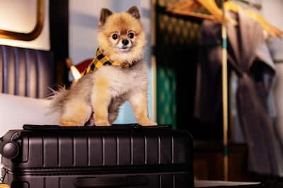 Small fluffy dog sitting on a closed suitcase in a hotel room